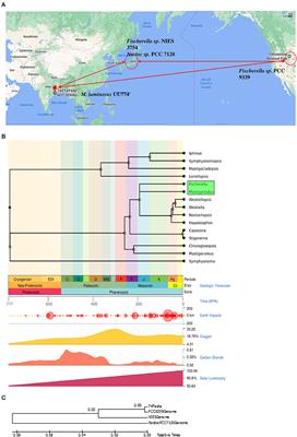 Genome Analysis Coupled With Transcriptomics Reveals the Reduced Fitness of a Hot Spring Cyanobacterium Mastigocladus laminosus UU774 Under Exogenous Nitrogen Supplement